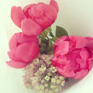 Pink Flowers - Modern Wifestyle on Instagram