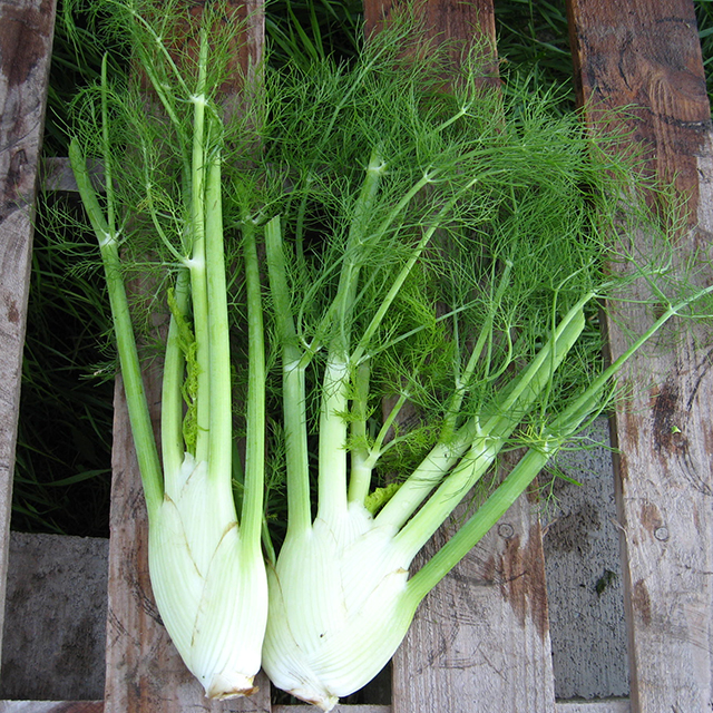 fennel